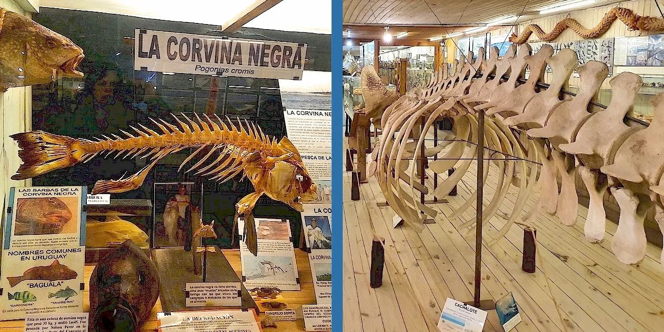 CINCO MUSEOS — 25 corvina ballena