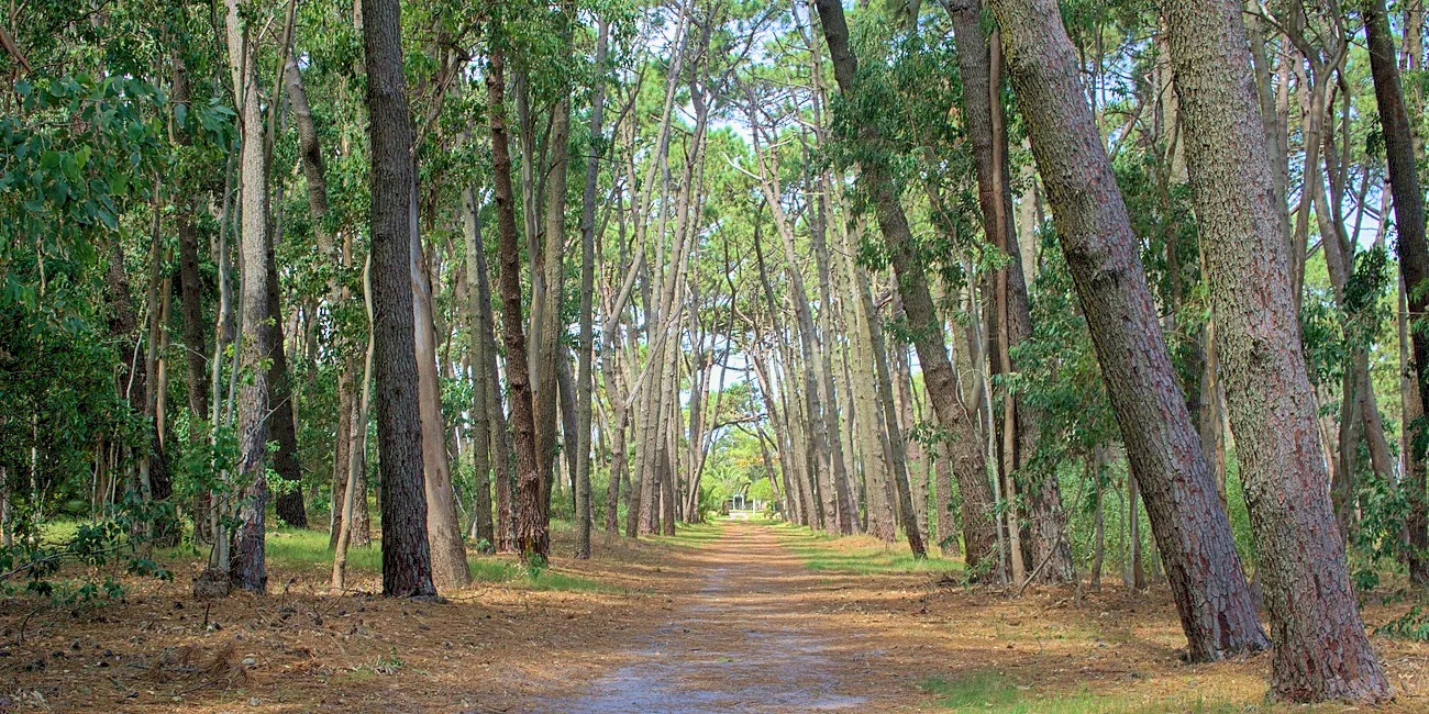 LOBOS Y GORRITI — 40 bosque1