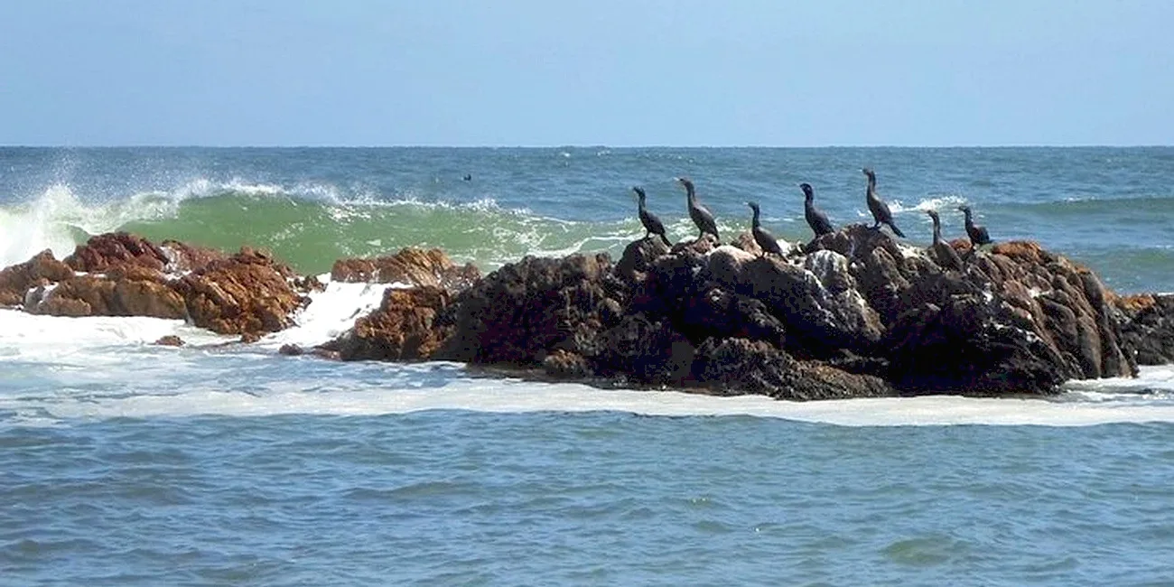 PUNTA DEL ESTE — 23 cormoranes